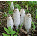 Мицелий Чернильного гриба / Навозник белый (Coprinus comatus)